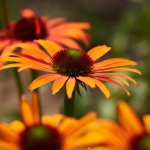 Echinacea purpurová (Echinacea purpurea) ´SKIPPER ORANGE´® kont. C1L